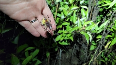 Araneus trifolium