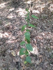 Vincetoxicum hirundinaria