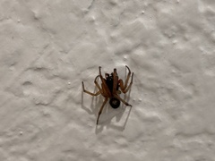 Steatoda nobilis