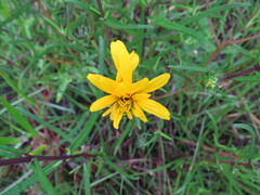 Bidens mitis