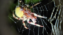 Araneus trifolium
