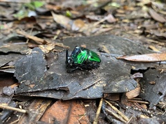 Oxysternon conspicillatum