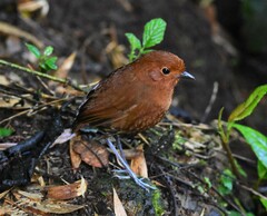 Grallaria alvarezi