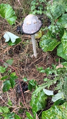 Coprinus