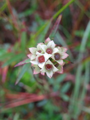 Ludwigia suffruticosa