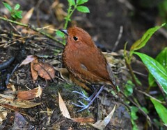 Grallaria alvarezi