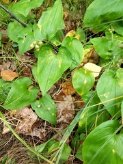 Maianthemum bifolium