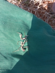 Empusa binotata