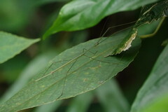 Verophasmatodea