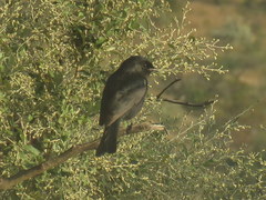 Melaenornis pammelaina