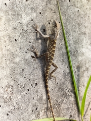 Calotes versicolor