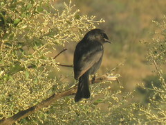 Melaenornis pammelaina