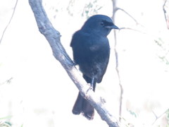 Melaenornis pammelaina