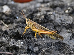 Schistocerca americana