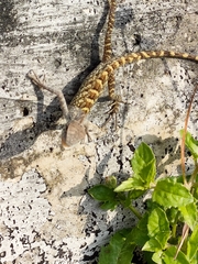 Calotes versicolor