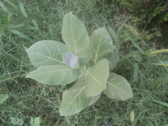 Calotropis