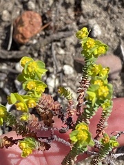 Euphorbia foliosa