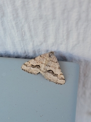 Frederickia s-signata