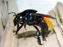 Eufriesea mexicana