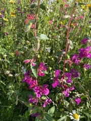 Clarkia