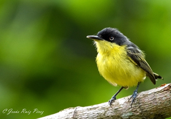 Todirostrum cinereum