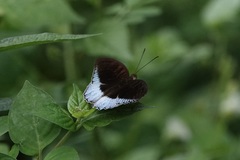 Tanaecia iapis