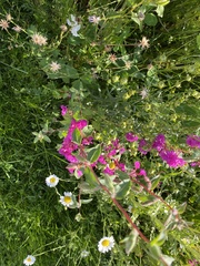 Clarkia