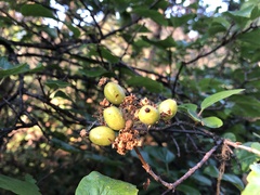 Viburnum ellipticum