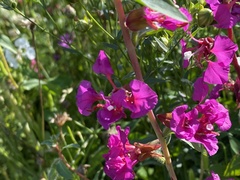 Clarkia
