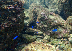 Pomacentrus coelestis