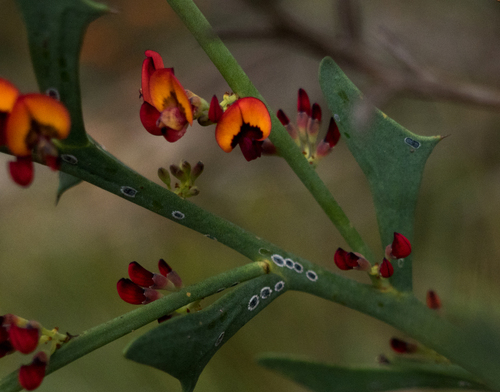 Daviesia physodes A.Cunn. ex G.Don