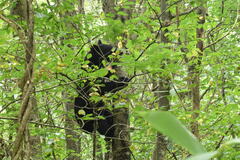 Ursus thibetanus japonicus