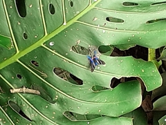 Rhetus arcius