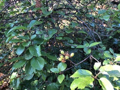 Viburnum ellipticum