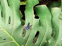 Rhetus arcius