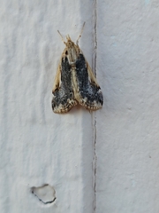Loxostege albiceralis