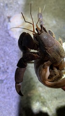Coenobita brevimanus