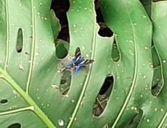 Rhetus arcius