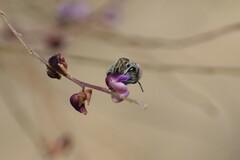 Colletes