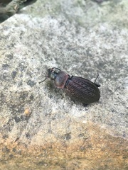 Carabus cancellatus