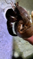Coenobita brevimanus