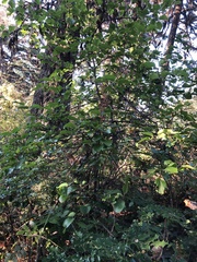 Viburnum ellipticum