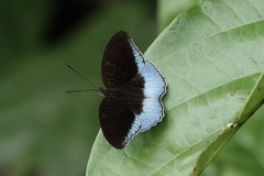 Tanaecia iapis
