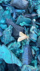 Achyra rantalis