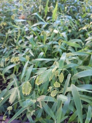 Chasmanthium latifolium