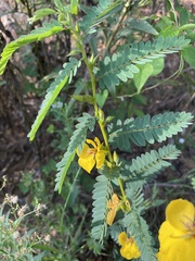 Chamaecrista