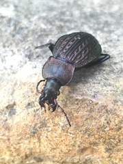 Carabus cancellatus