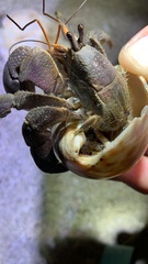 Coenobita brevimanus
