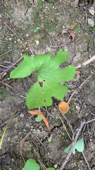 Sanguinaria canadensis