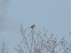 Lanius borealis